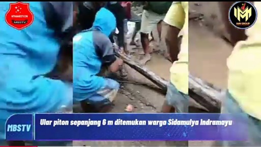 Ular Piton Sepanjang 6 Meter Ditemukan Warga Sidamulya Indramayu